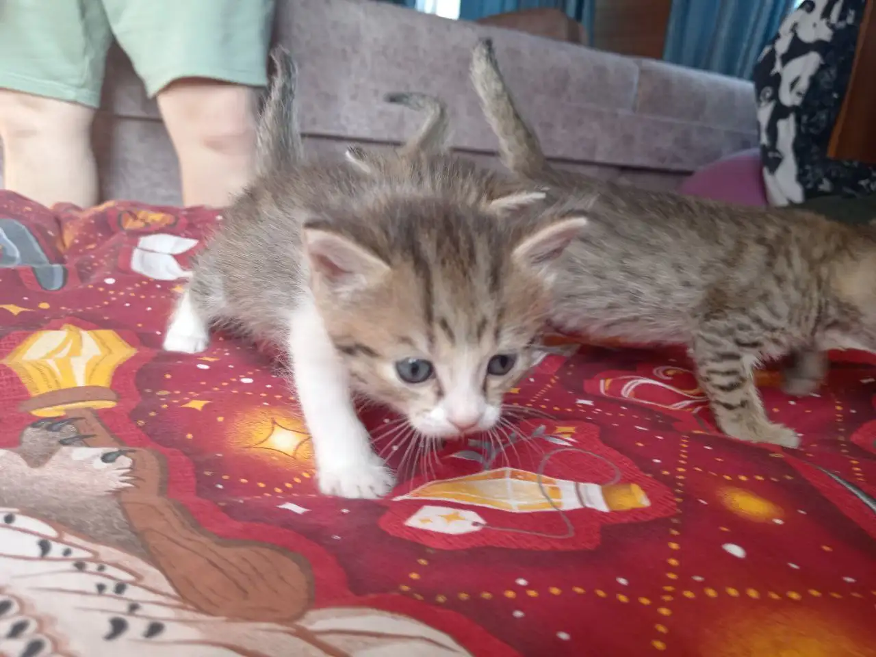 Отдам котят в добрые руки - Кошки (Животные) в Уфа