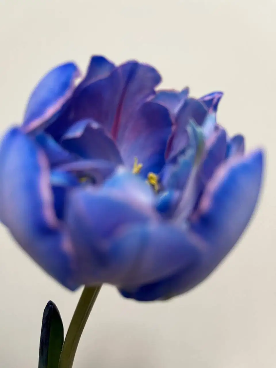 Живой тюльпан - Растения (Хобби и отдых) в Уфа