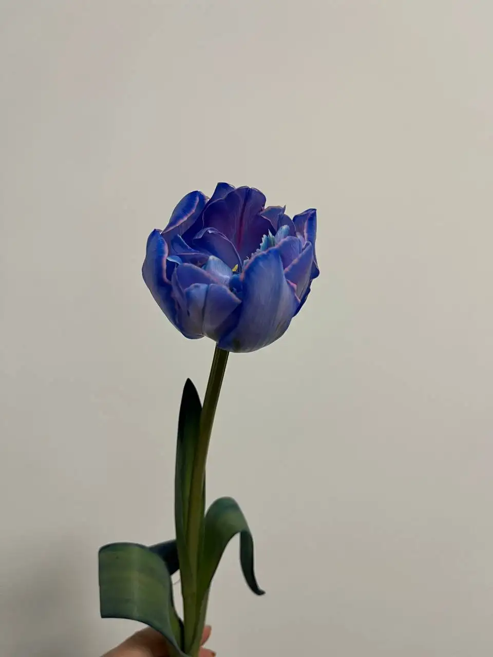 Живой тюльпан - Растения (Хобби и отдых) в Уфа