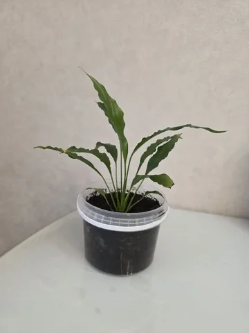 Продажа спатифиллума в Уфе - Для дома и дачи в Уфа