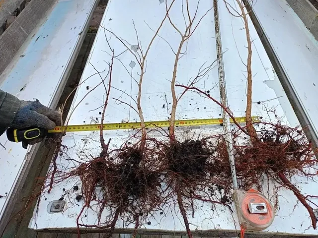 Саженцы абрикоса и абрикосовое варенье - Хобби и отдых в Уфа