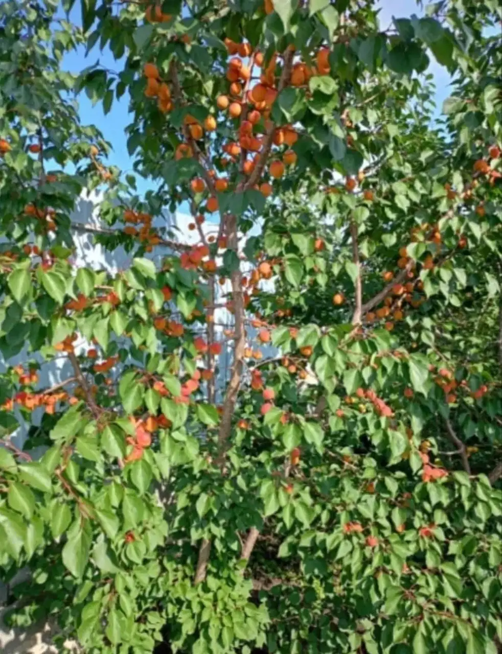 Саженцы абрикоса и абрикосовое варенье - Садоводство (Хобби и отдых) в Уфа