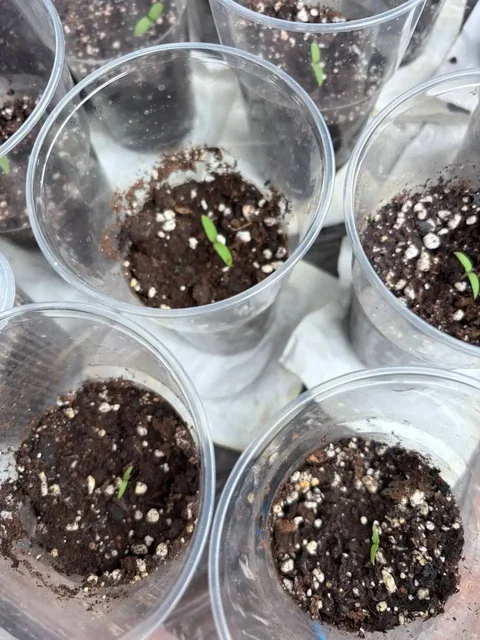 Рассада томатов черри сорт Пиноккио - Мототехника в Уфа