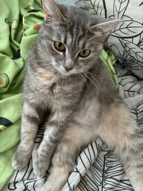 Ищет дом спасенная кошечка - Аксессуары для животных в Уфа