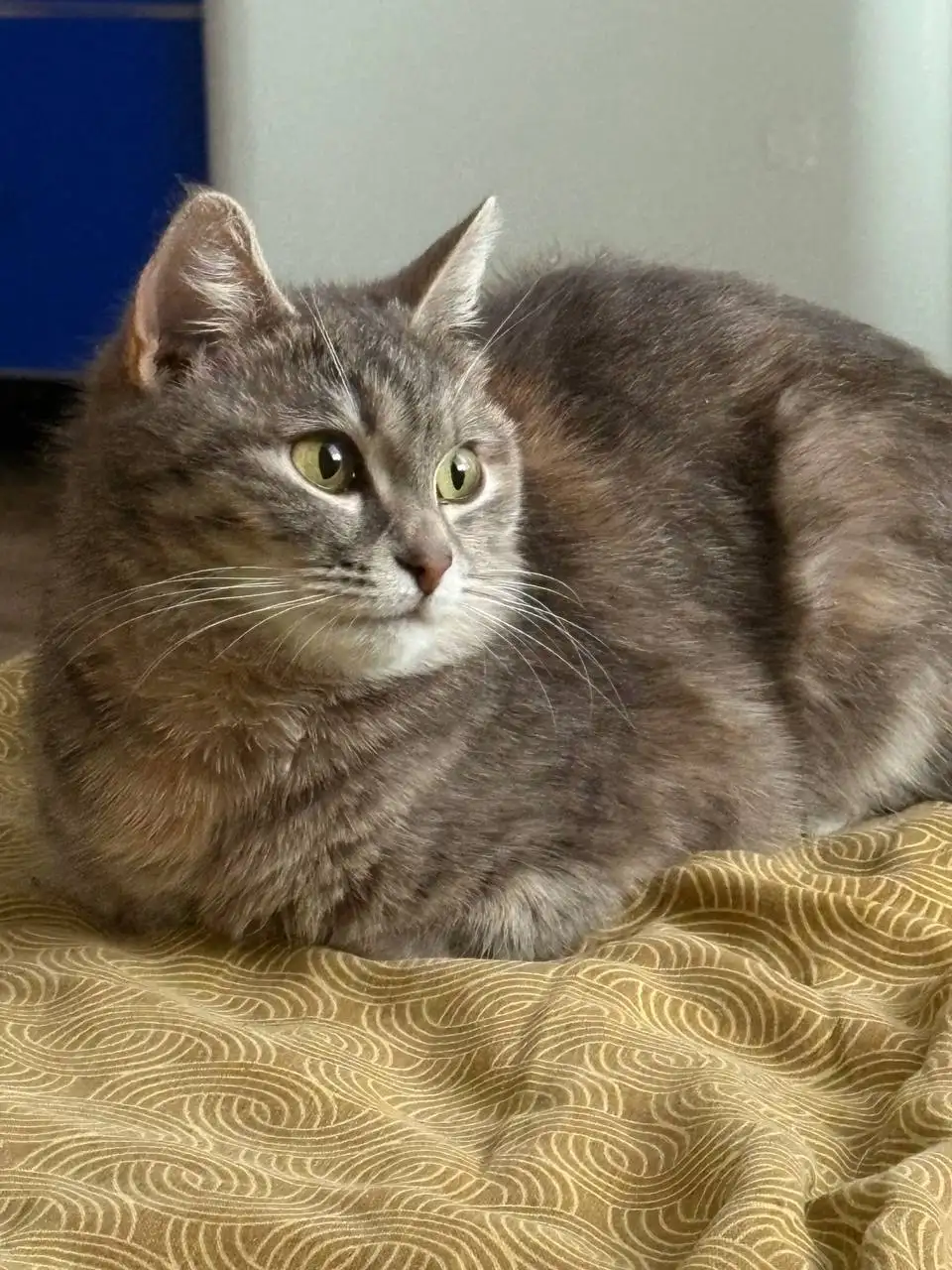 Ищет дом спасенная кошечка - Кошки (Животные) в Уфа