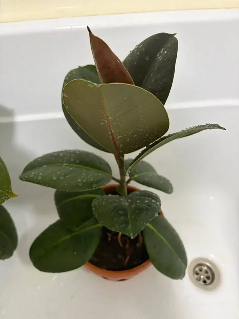 Фикус высотой 40-50 см - частное объявление в Уфа