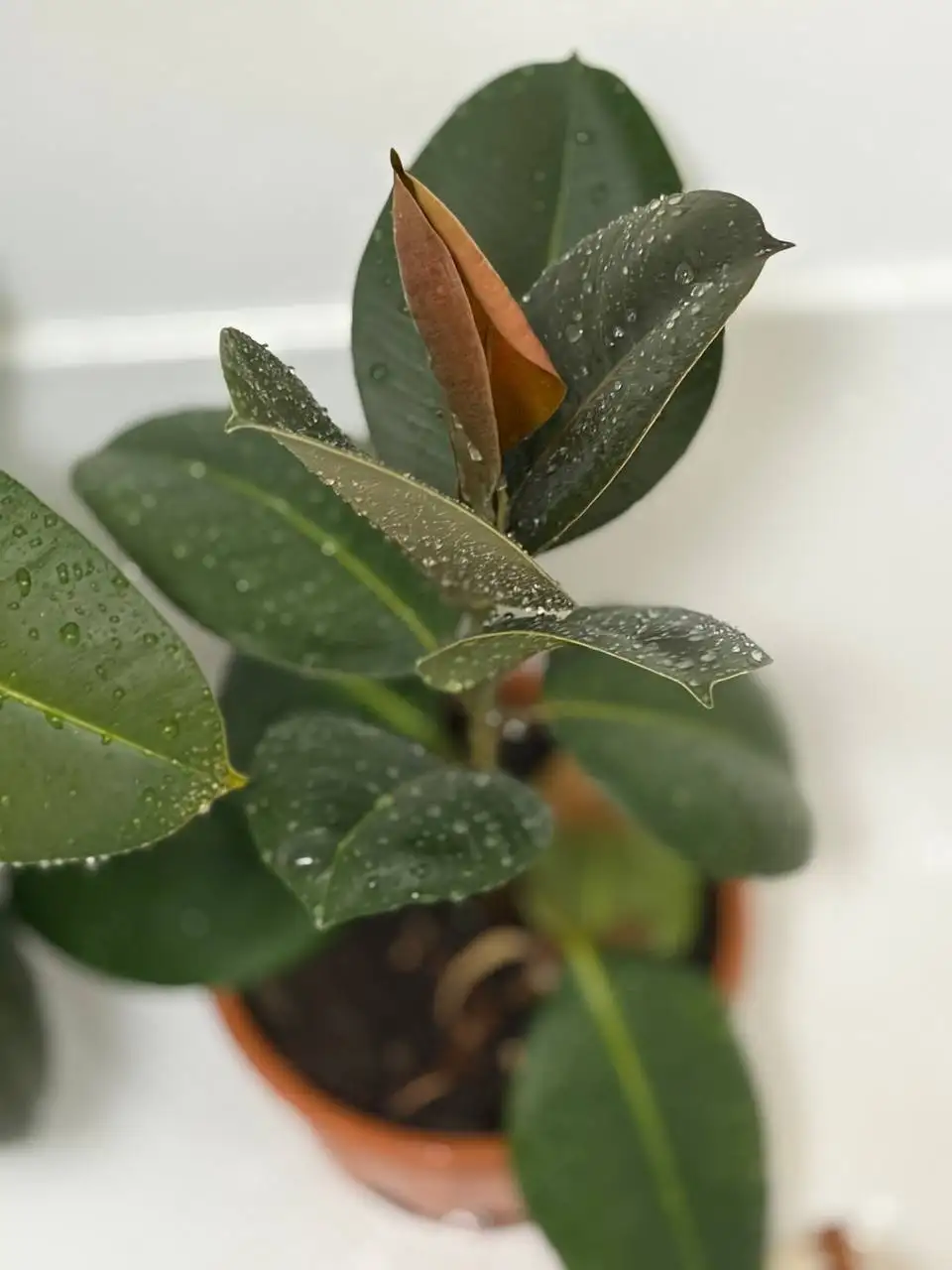 Фикус высотой 40-50 см - Растения (Хобби и отдых) в Уфа