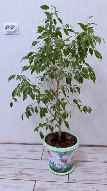 Продажа комнатных растений - Хобби и отдых в Уфа