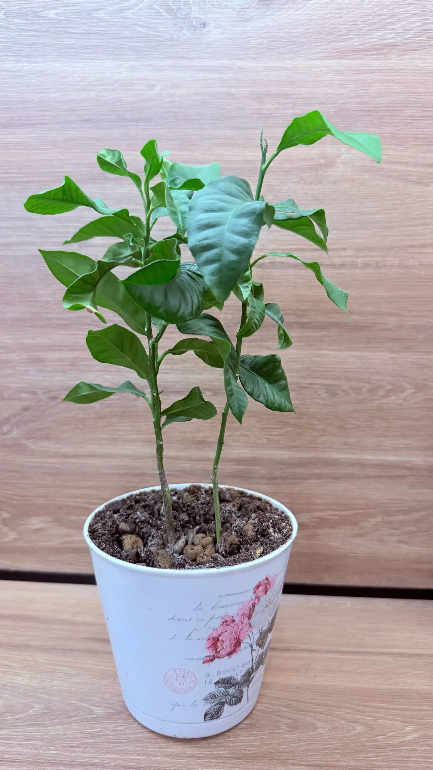 Продажа комнатных растений - Растения (Хобби и отдых) в Уфа