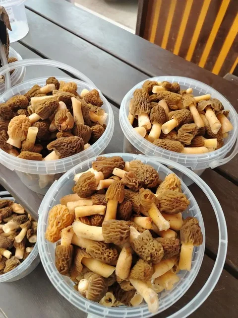 Сморчки свежие - частное объявление в Уфа