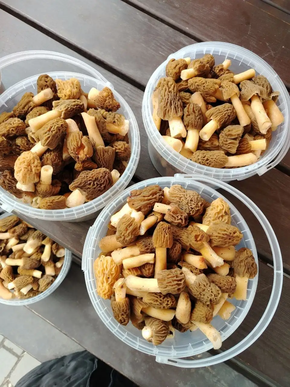 Сморчки свежие - Грибы (Хобби и отдых) в Уфа