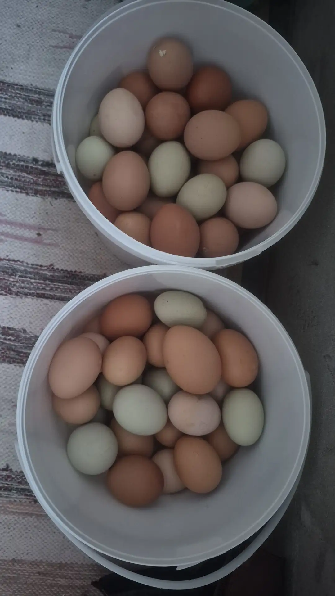 Деревенские яйца - Барахолка в Уфа