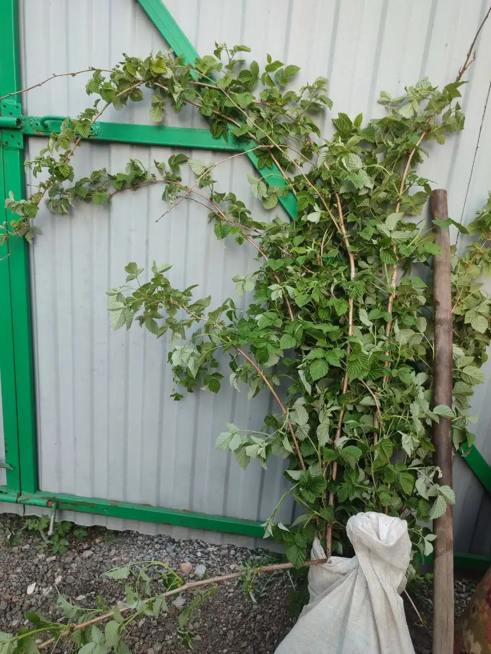Продам саженцы малины - Саженцы (Для дома и дачи) в Уфа