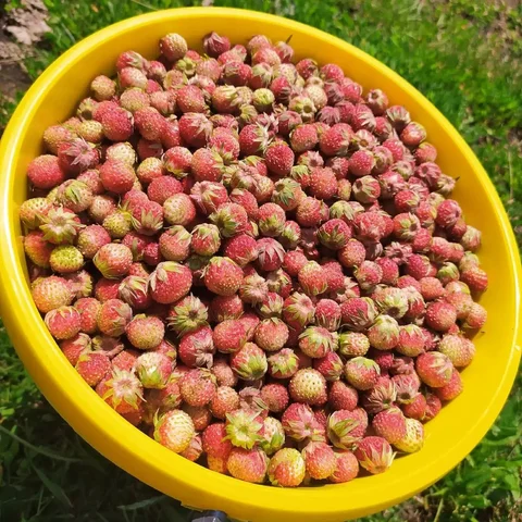 Продам землянику - частное объявление в Уфа