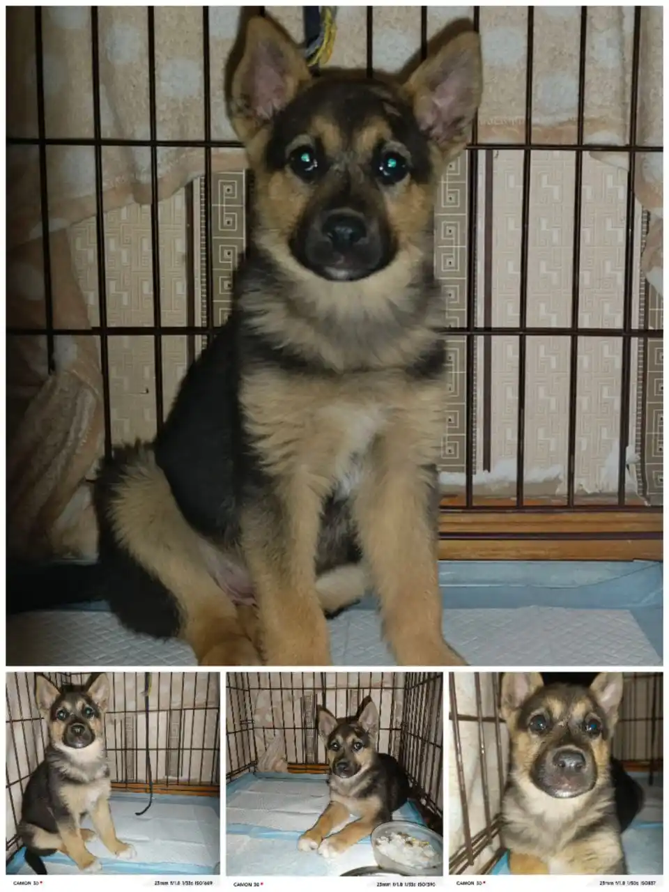 Девочка кошка в добрые руки