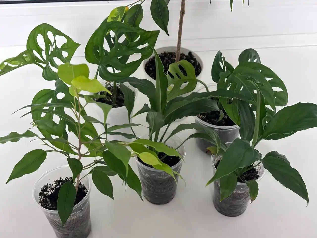 Комнатные растения