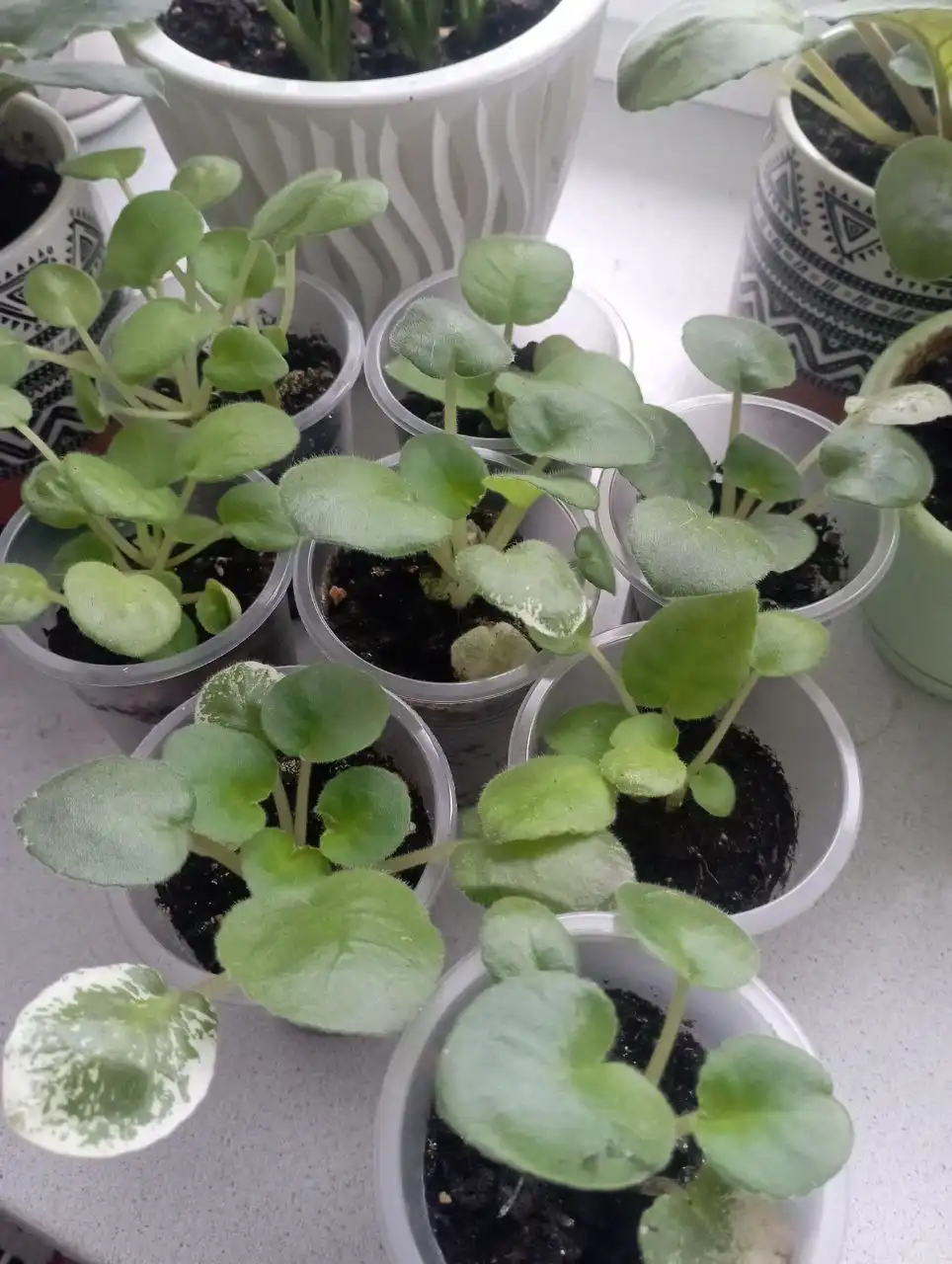 Продажа стартеров фиалок разных цветов