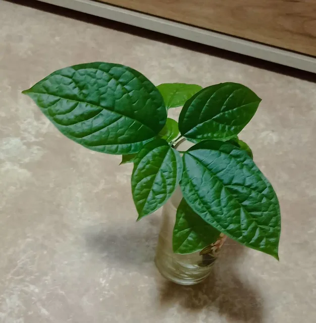 Отросток клеродендрума с корневой системой - Хобби и отдых в Кемерово