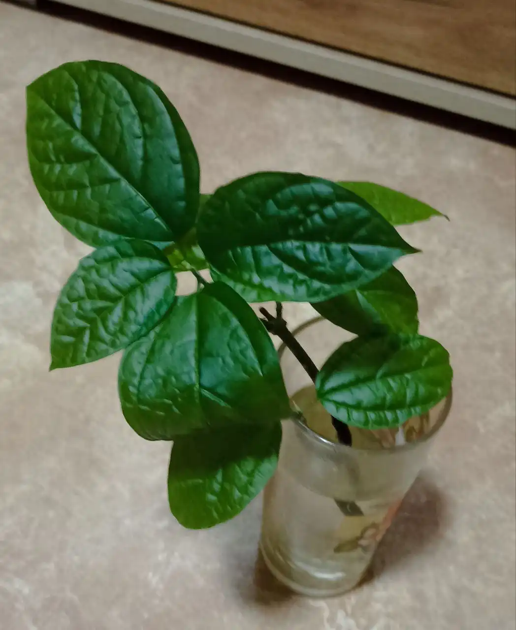 Отросток клеродендрума с корневой системой