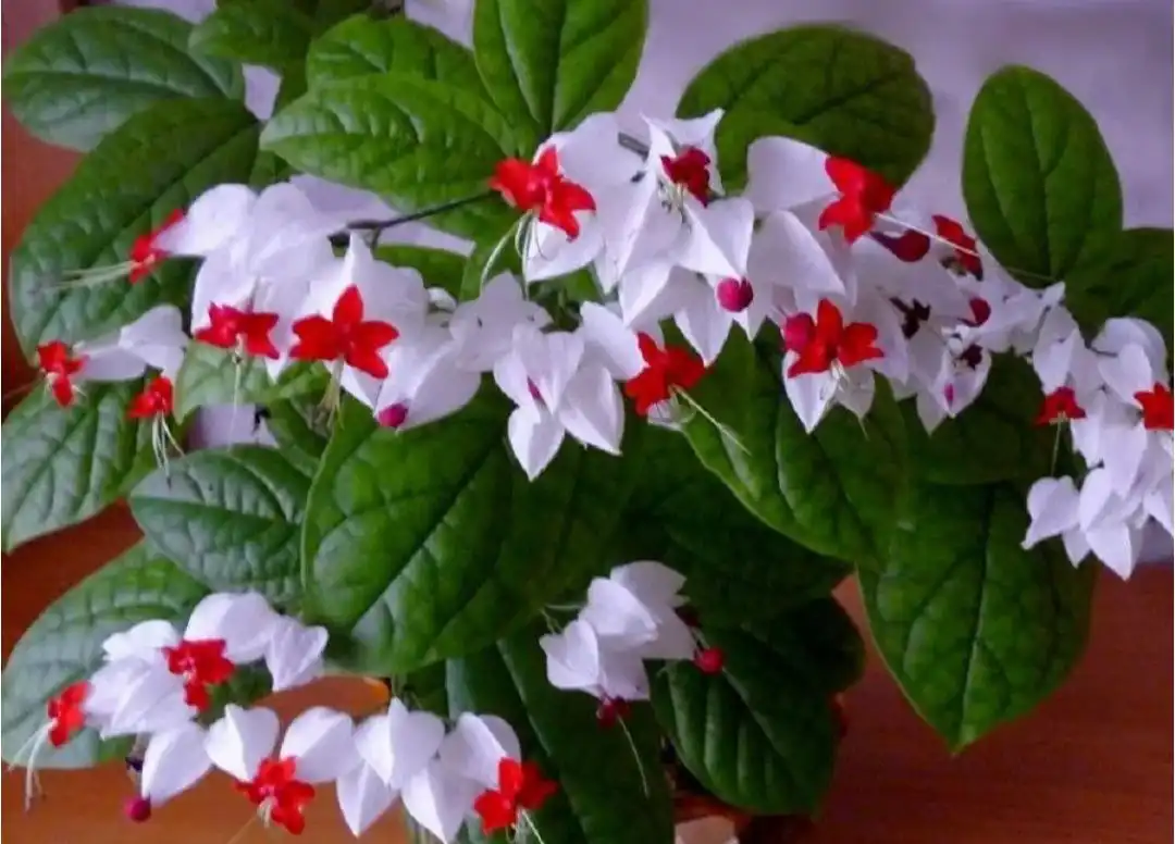 Отросток клеродендрума с корневой системой