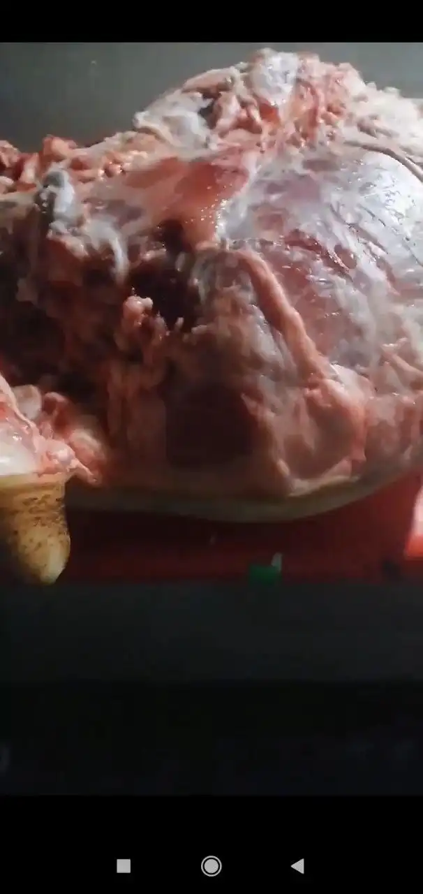 Продажа свежей домашней свинины в Кемерово