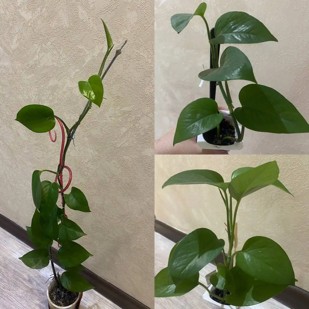 Сциндапсус в Кемерово