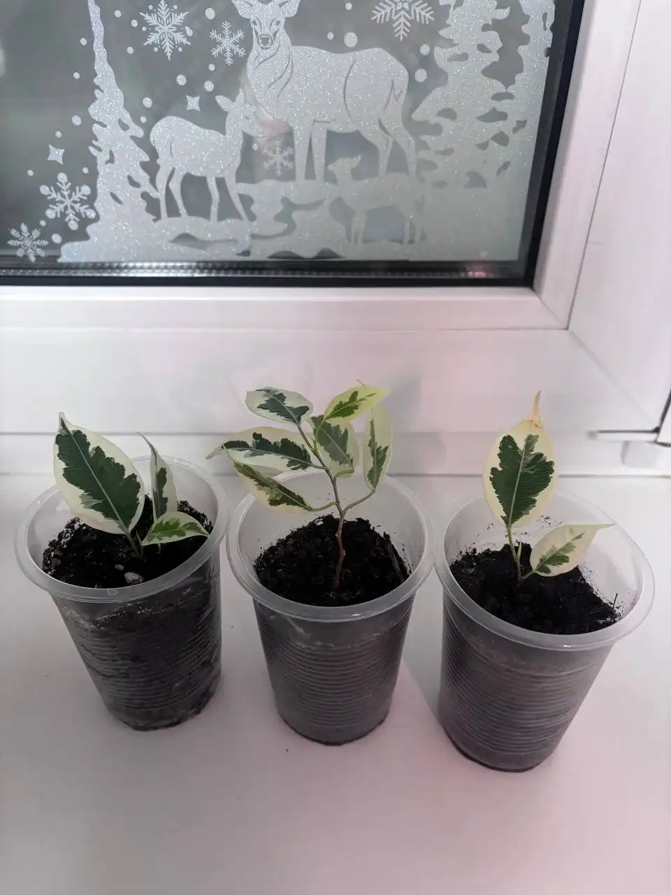 Фикусы де гантель, ирэн, даниэль и неон