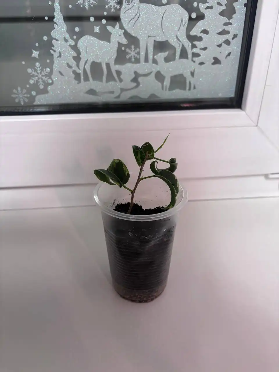 Фикусы де гантель, ирэн, даниэль и неон