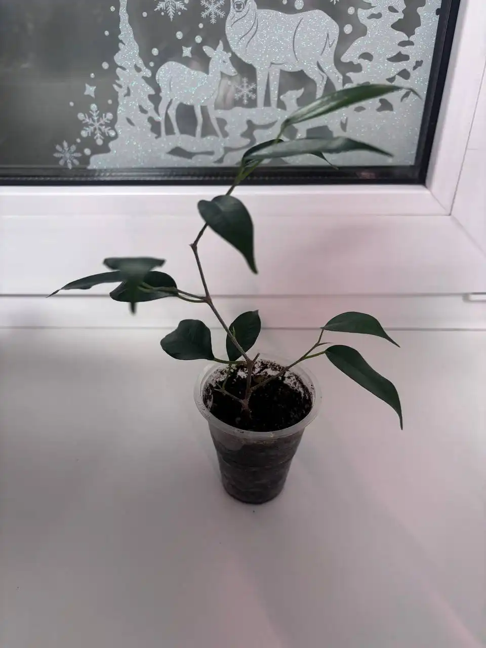 Фикусы де гантель, ирэн, даниэль и неон