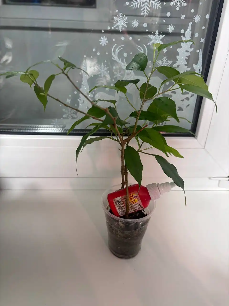 Фикусы де гантель, ирэн, даниэль и неон