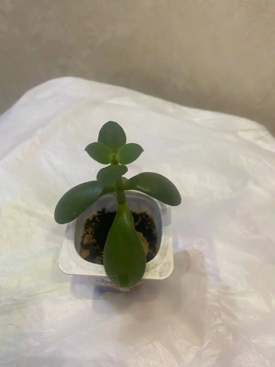 Толстянка денежное дерево - Комнатные растения (Барахолка) в Кемерово