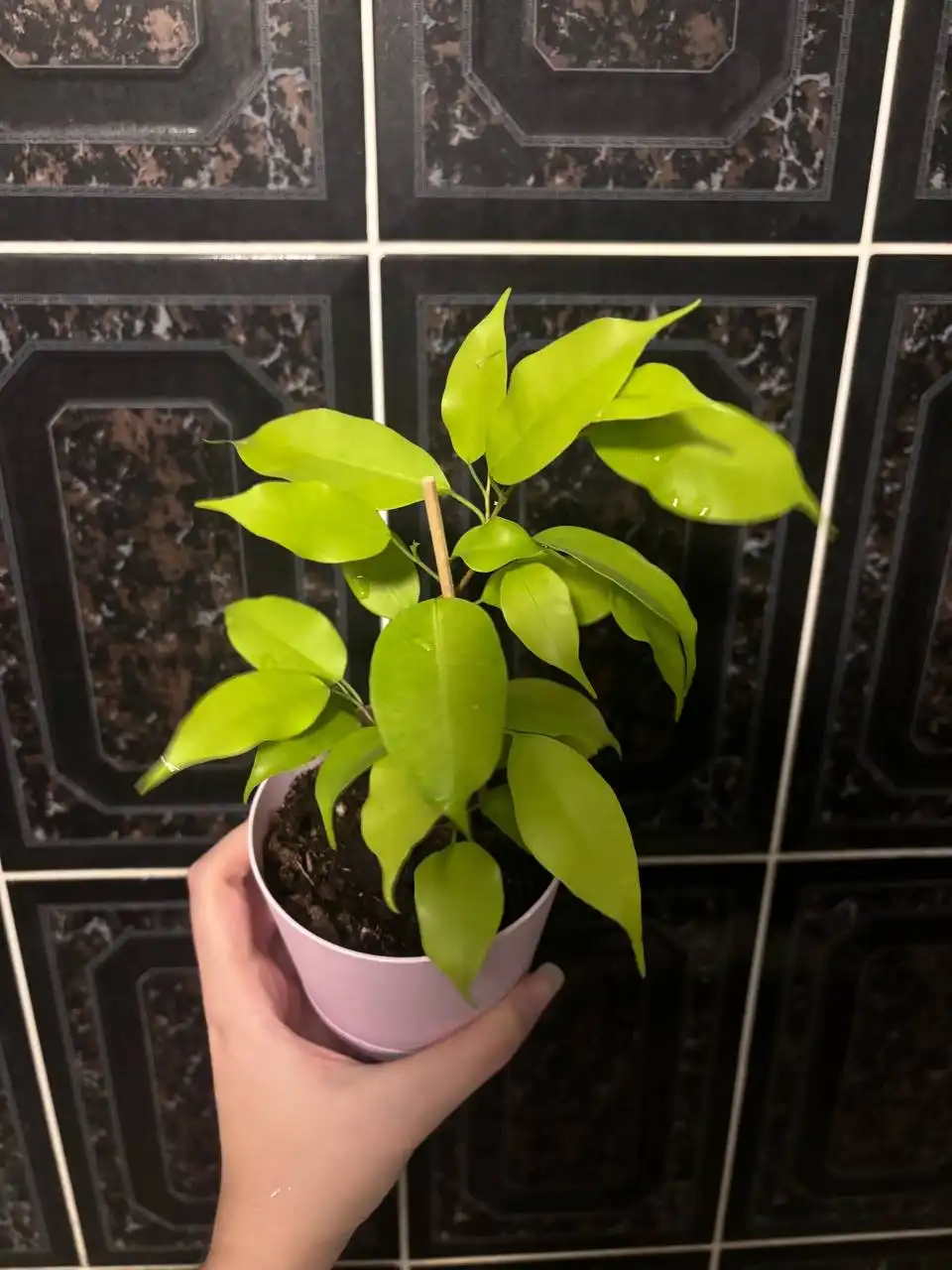 Фикусы бенджамина разных сортов - Растения (Барахолка) в Кемерово