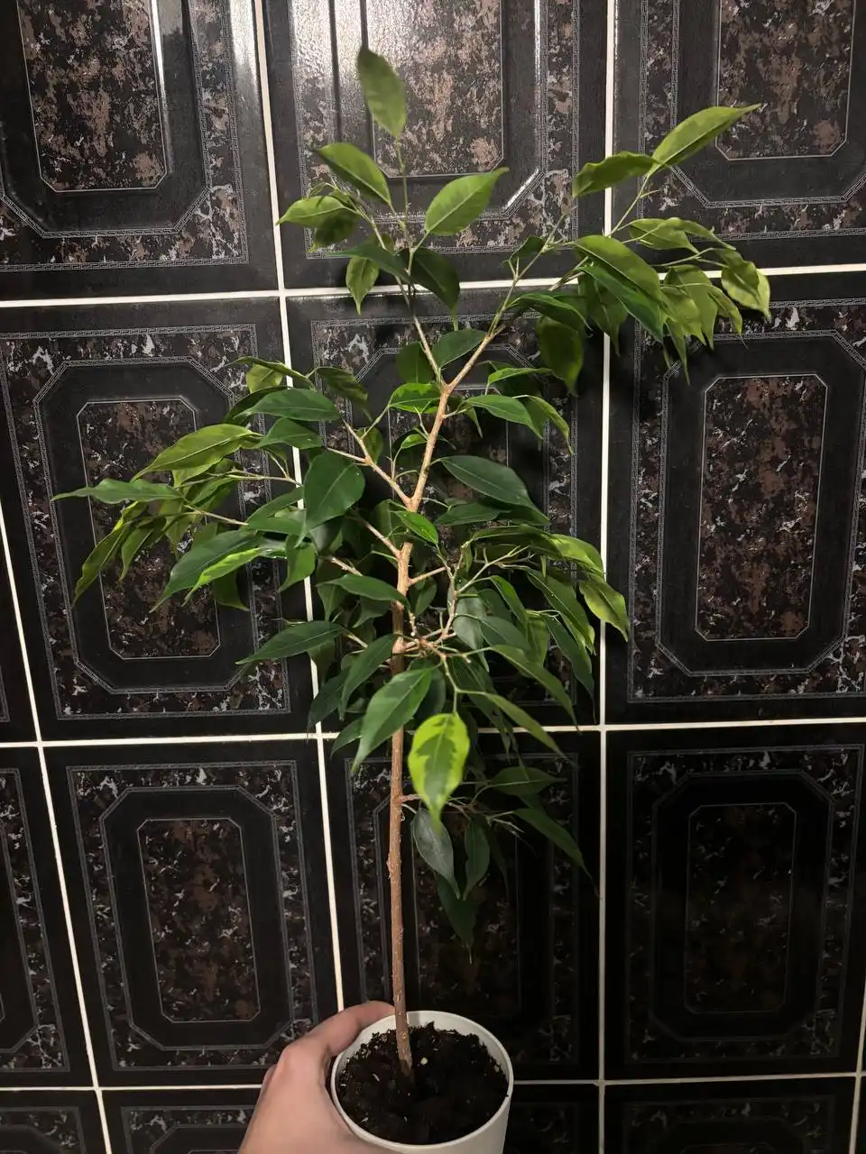 Фикусы бенджамина разных сортов - Растения (Барахолка) в Кемерово