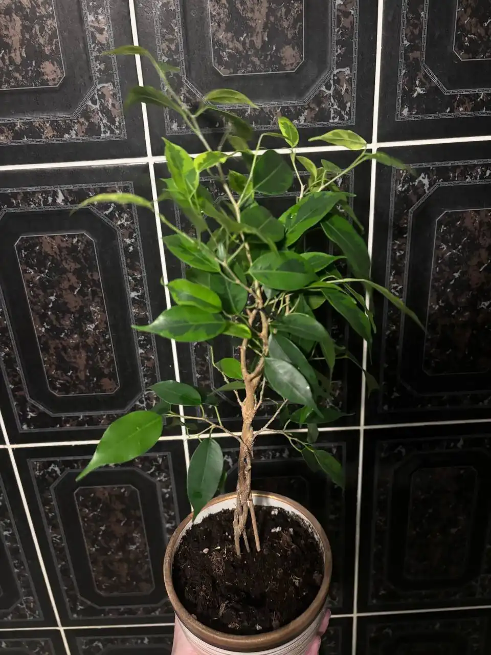 Фикусы бенджамина разных сортов - Растения (Барахолка) в Кемерово