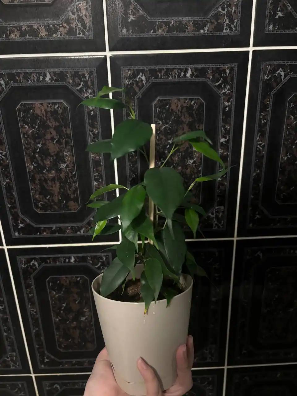 Фикусы бенджамина разных сортов - Растения (Барахолка) в Кемерово