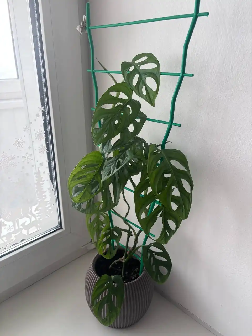 Комнатные растения для подарка - Растения (Хобби и отдых) в Кемерово