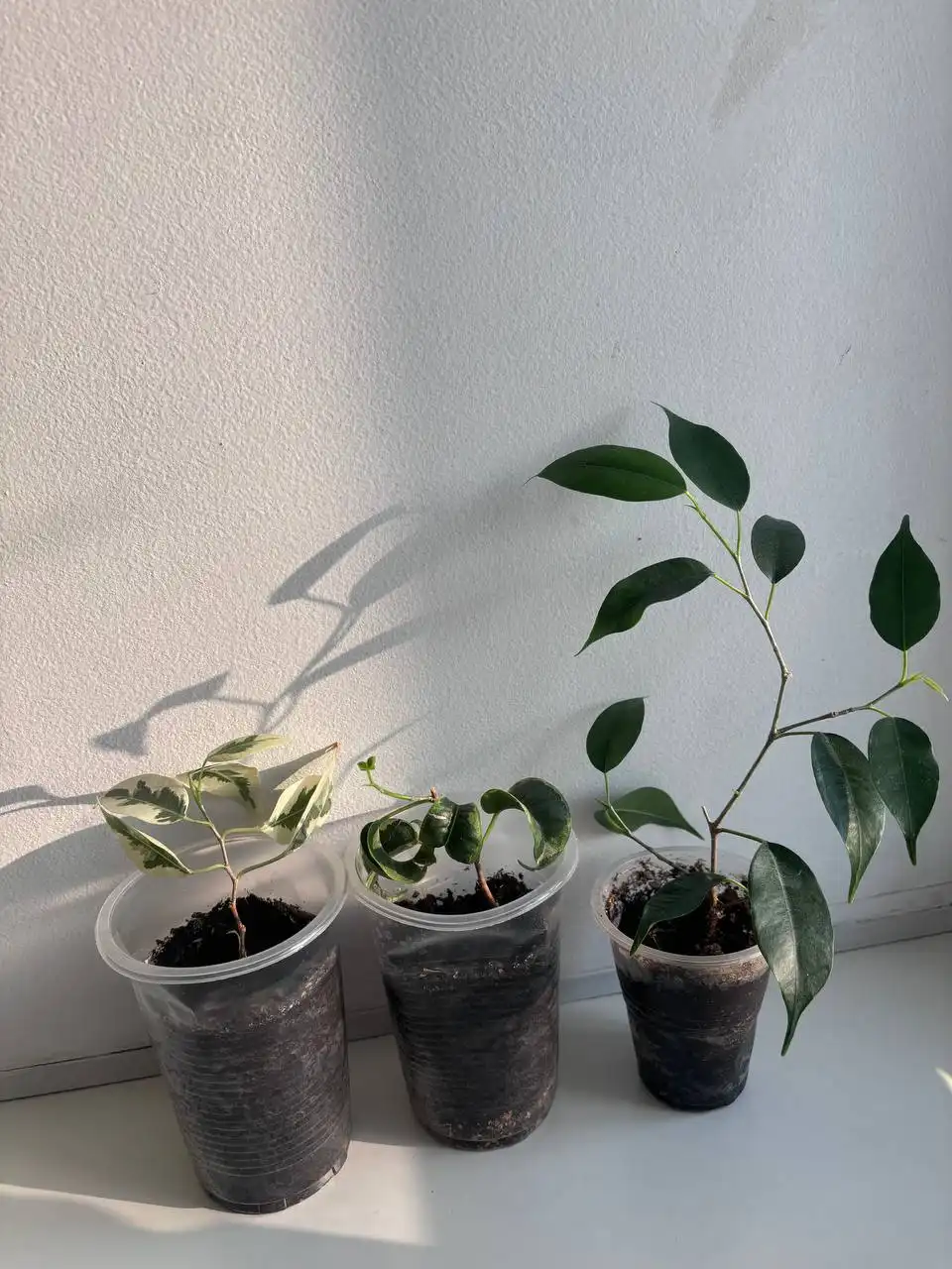 Комнатные растения для подарка - Растения (Хобби и отдых) в Кемерово