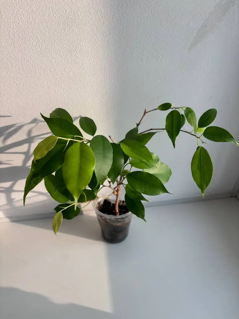 Комнатные растения для подарка - Растения (Хобби и отдых) в Кемерово