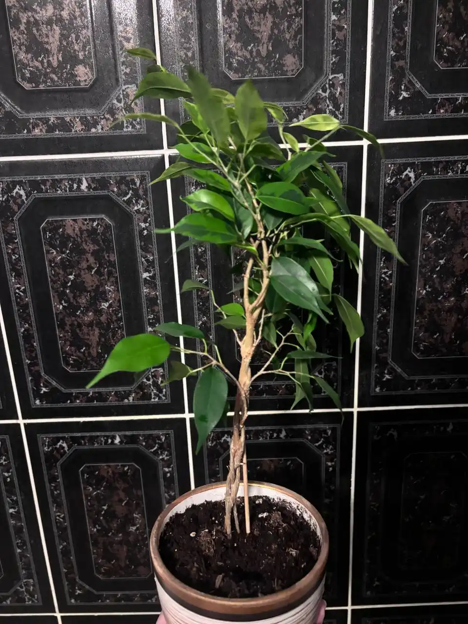 Комнатные растения для подарка - Растения (Хобби и отдых) в Кемерово