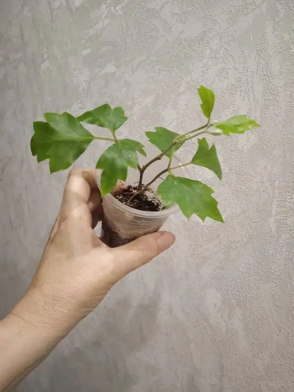 Растение Циссус (Берёзка) - Растения (Хобби и отдых) в Кемерово