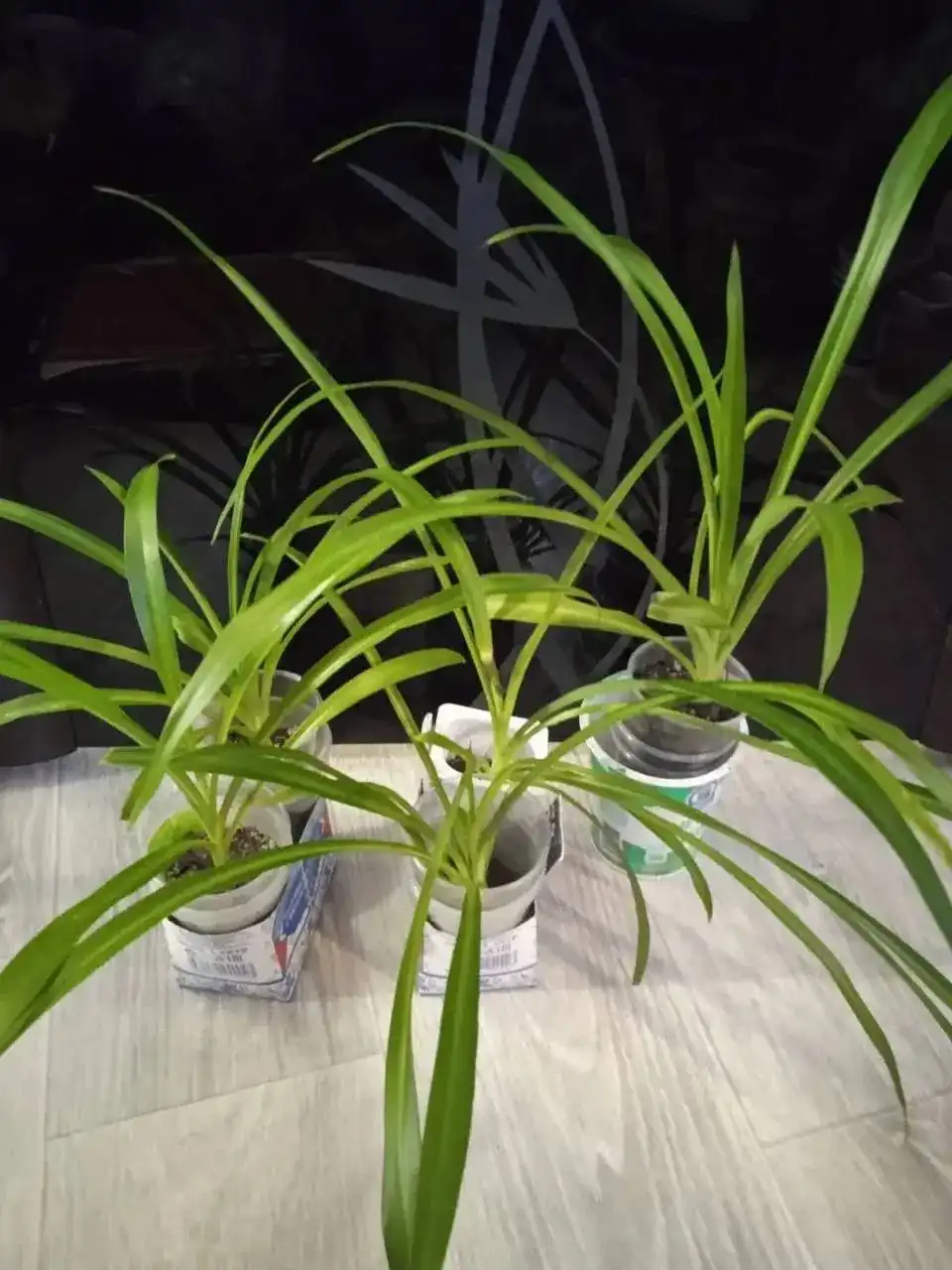 Хлорофитум хорошо укоренённый - Растения (Хобби и отдых) в Кемерово