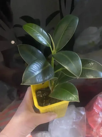 Фикус каучуконосный 20 см - Кухонная техника в Кемерово