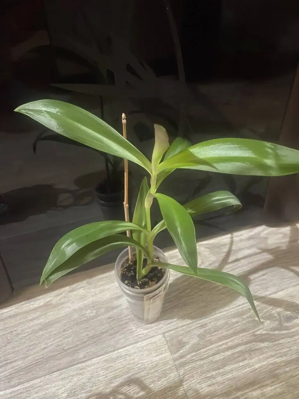 Продажа Рео - Барахолка в Кемерово