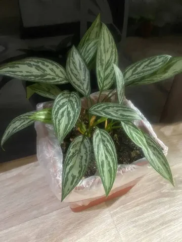 Аглаонема в горшке для подарка на 14 февраля или 23 февраля - Игровые аксессуары в Кемерово