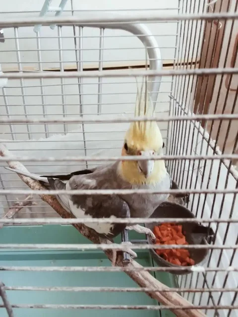 Продается ручной попугай Яша с клеткой и игрушками - Животные в Владивосток