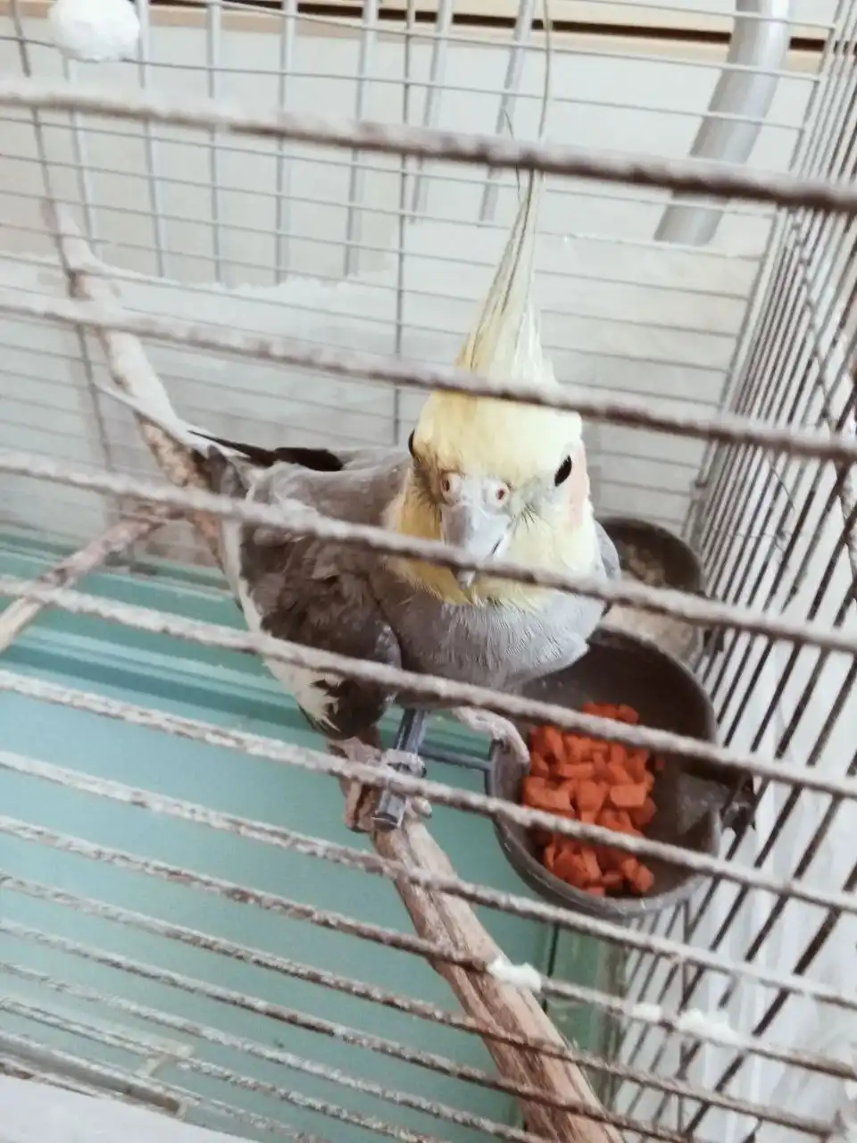 Продается ручной попугай Яша с клеткой и игрушками