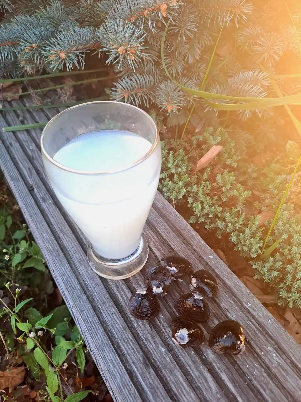 Продажа замороженной корбикулы для здоровья печени