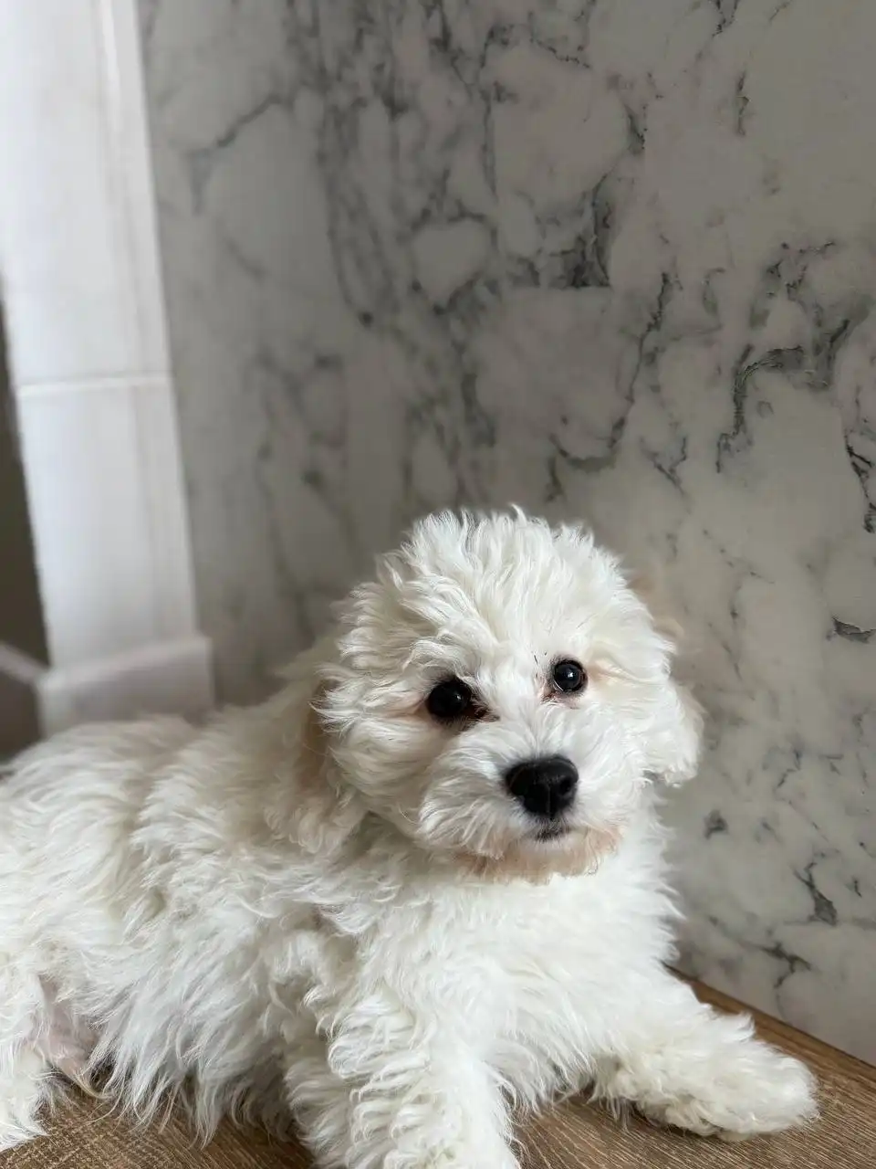 Продается щенок Бишон Фризе мальчик 3 месяца - Собаки (Животные) в Владивосток