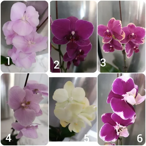 Продажа цветущих орхидей различных сортов - частное объявление в Артём
