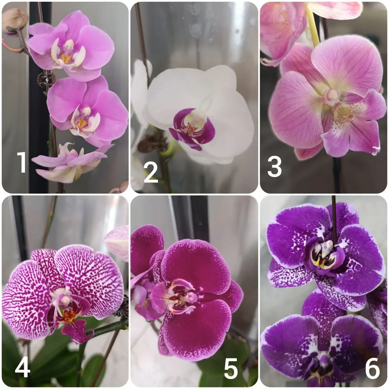 Продажа цветущих орхидей разных сортов - Растения (Барахолка) в Владивосток